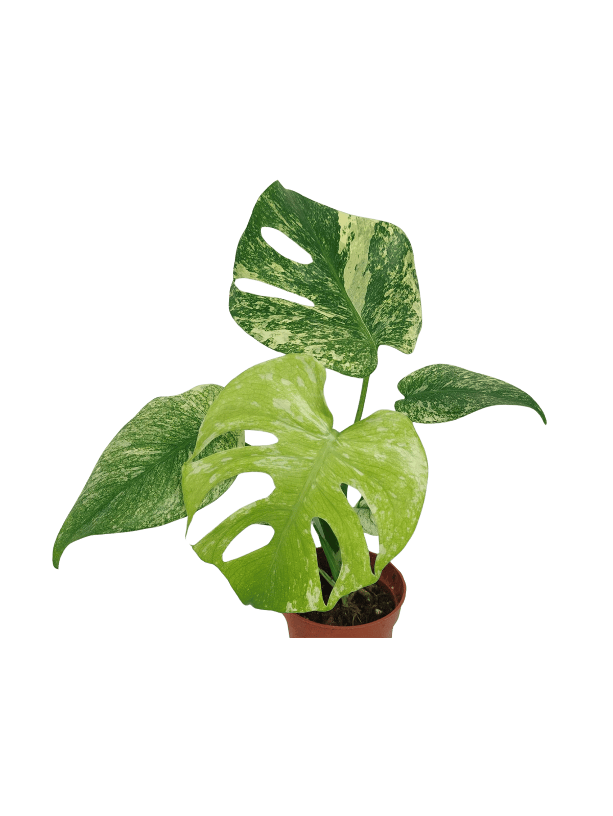 Monstera Mint