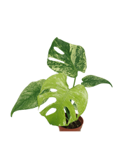 Monstera Mint