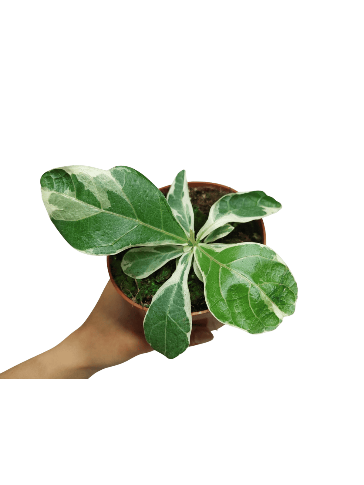 Ficus Lyrata Variegata