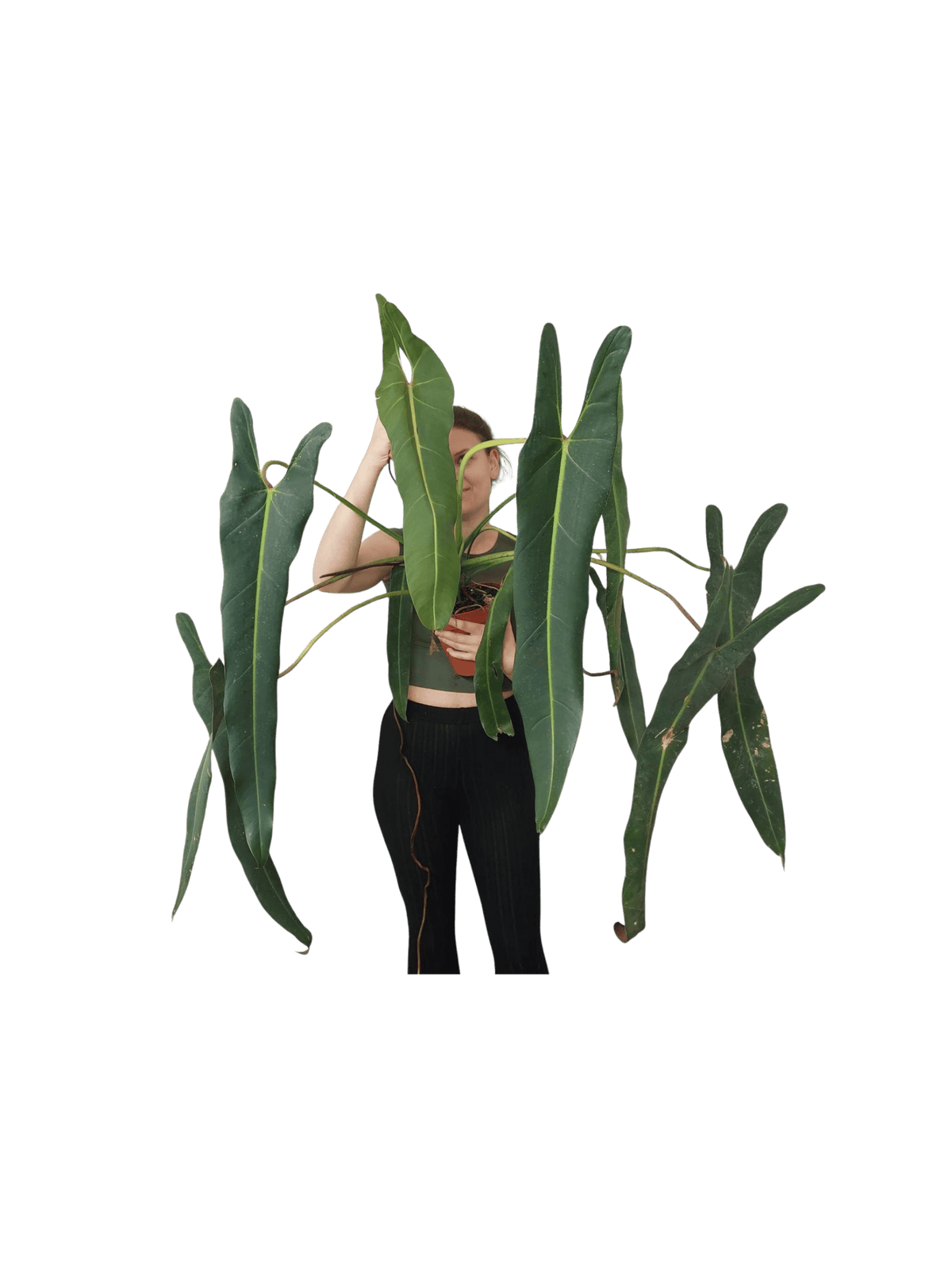 Philodendron Spiritus Sancti Adult