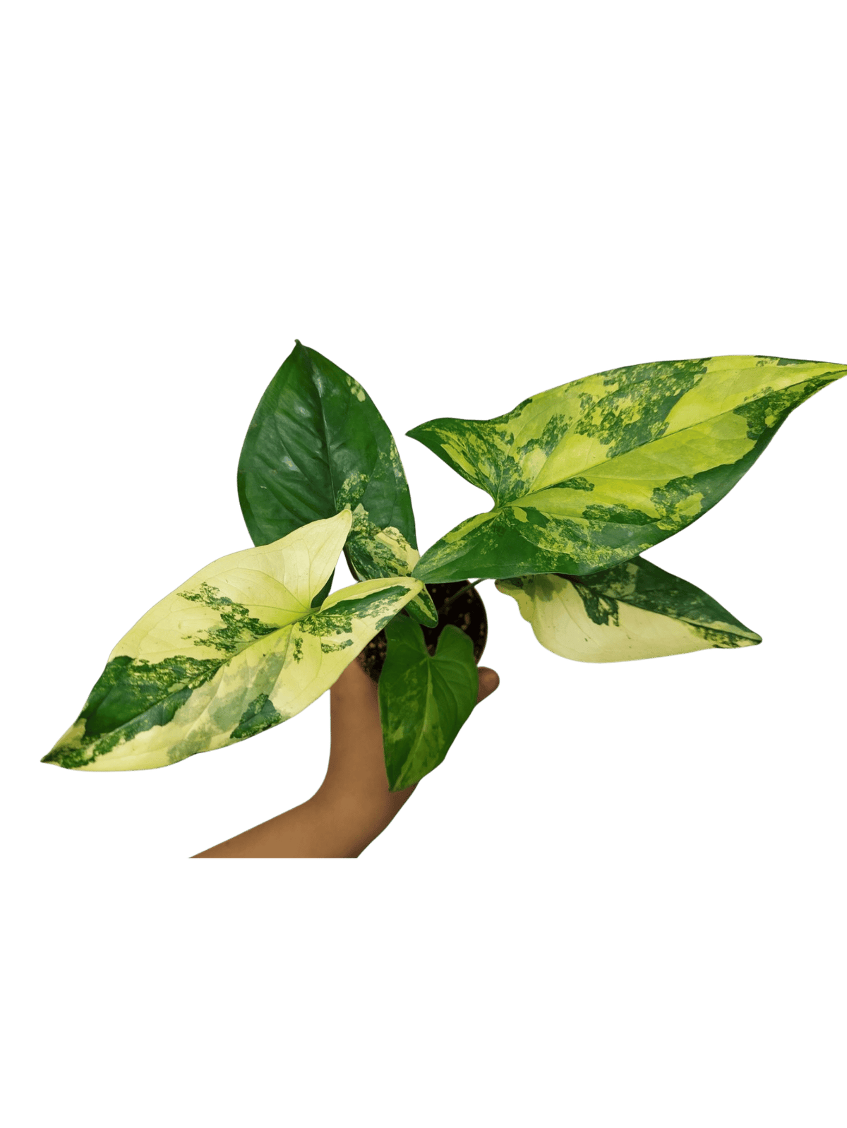 Syngonium Aurea