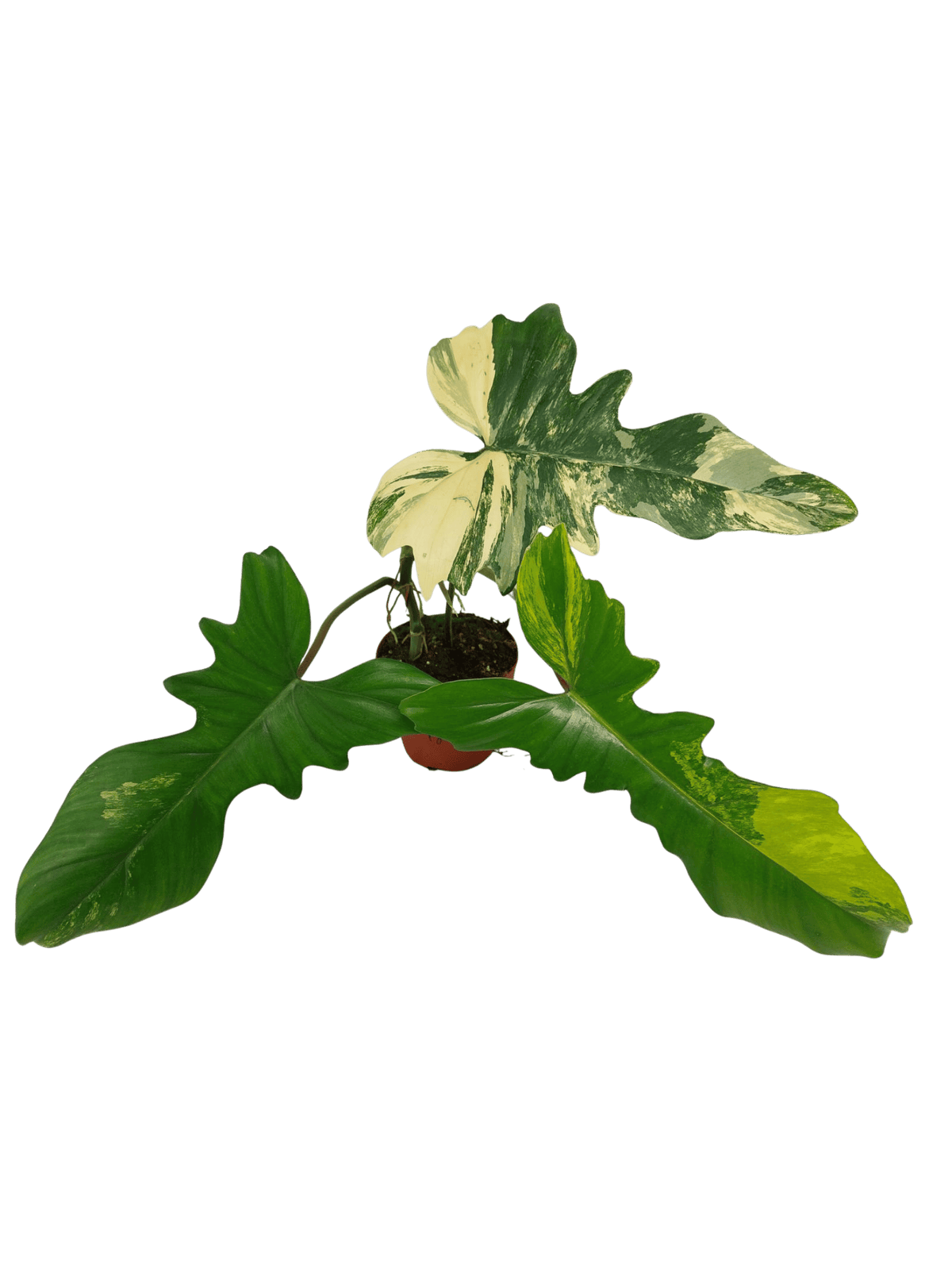 Philodendron Florida Beauty x Mayoi Variegata