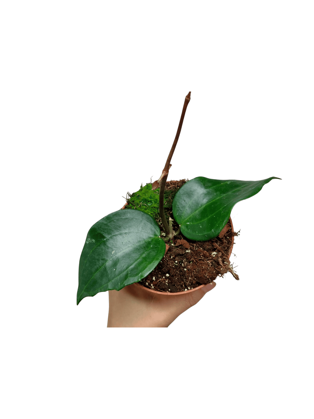 Hoya Latifolia Green