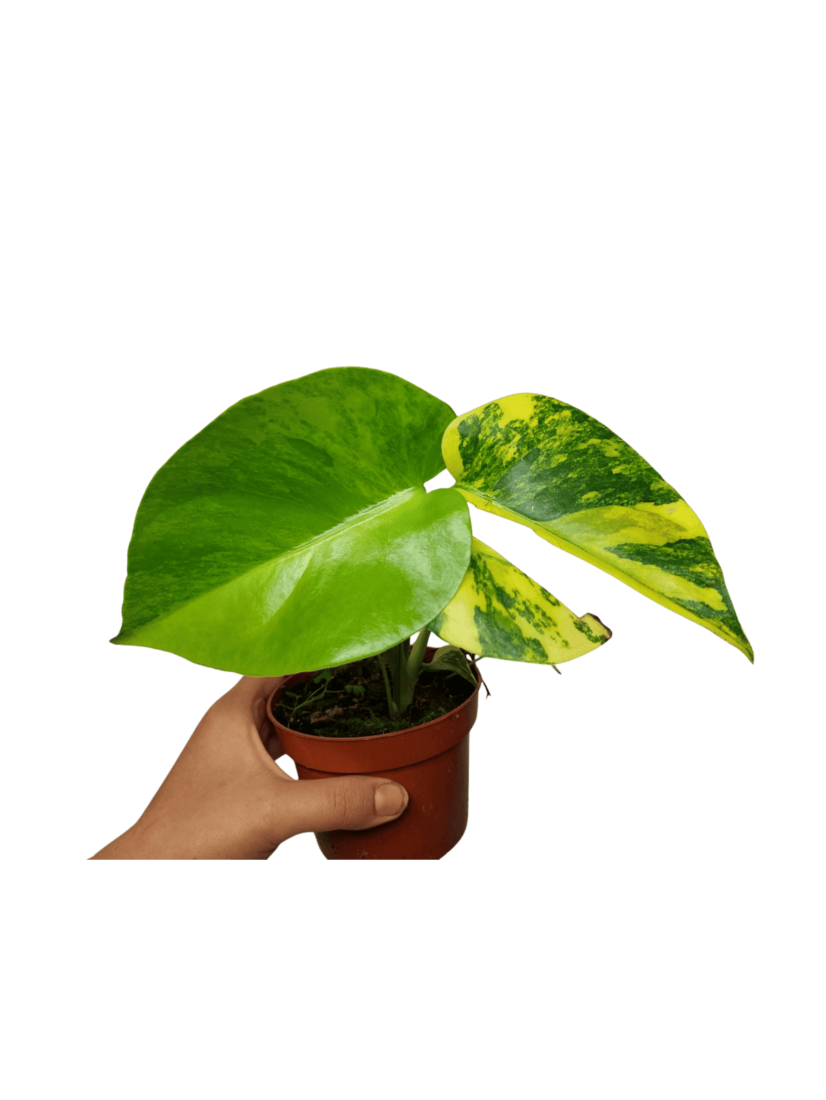 Monstera Aurea Yellow Marilyn