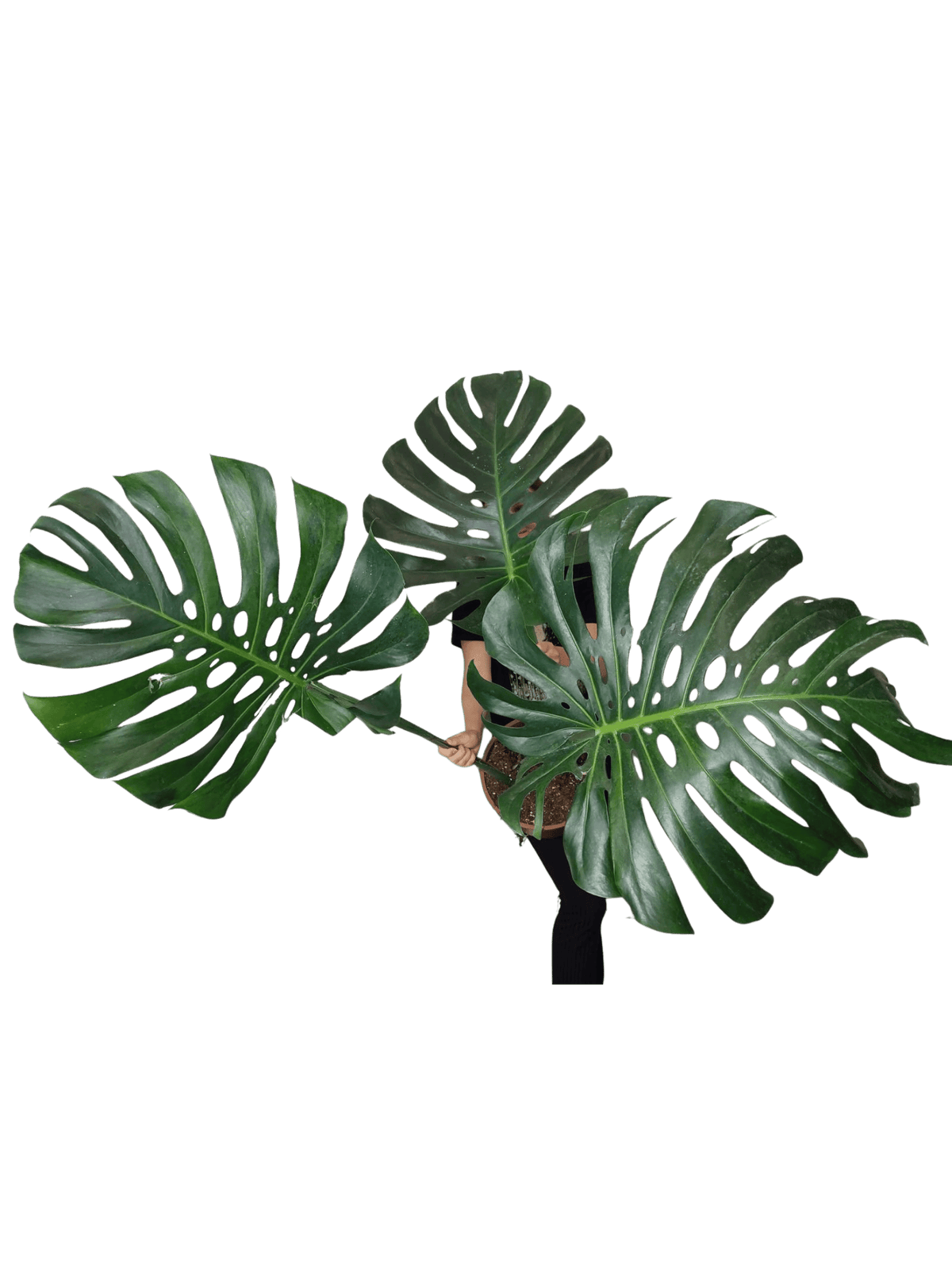 Monstera Green on Green XXL