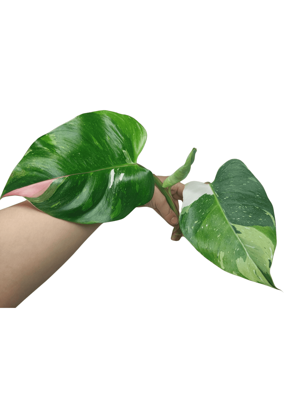 Philodendron White Princess Aurea Tricolor Steckling