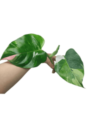 Philodendron White Princess Aurea Tricolor Steckling
