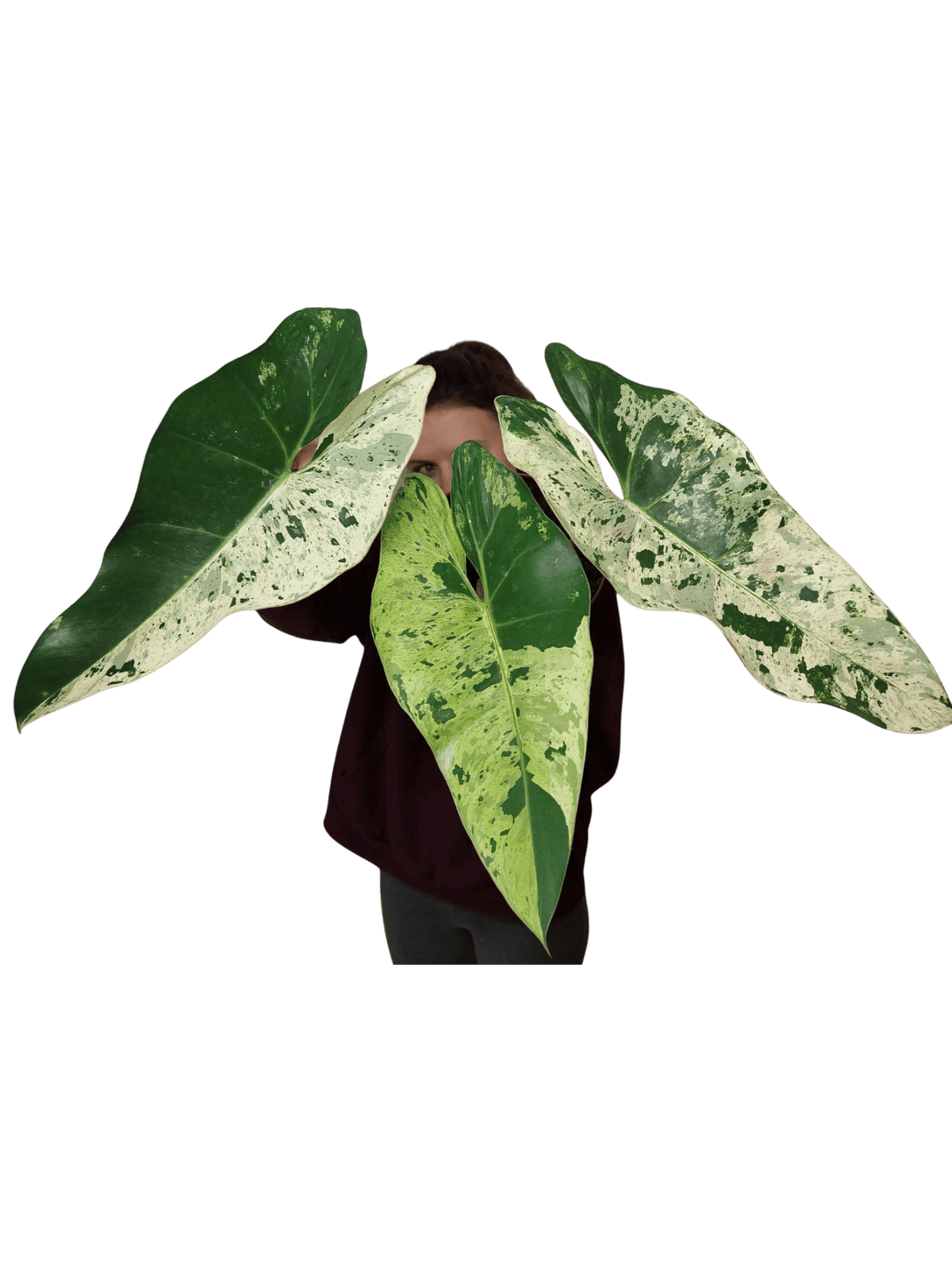 Philodendron Ilsemanii Variegata