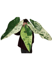 Philodendron Ilsemanii Variegata