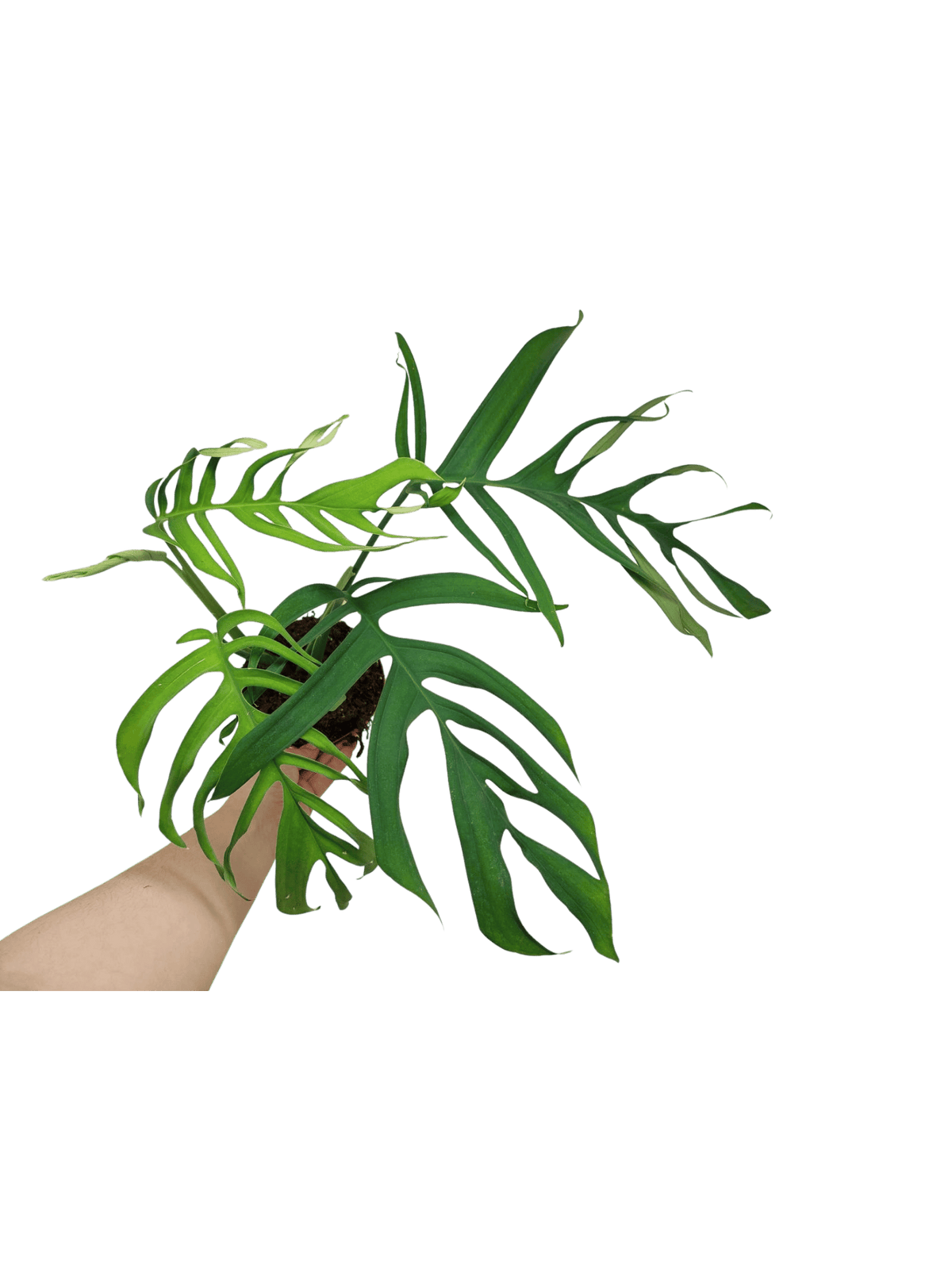 Monstera Croatii