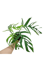 Monstera Croatii