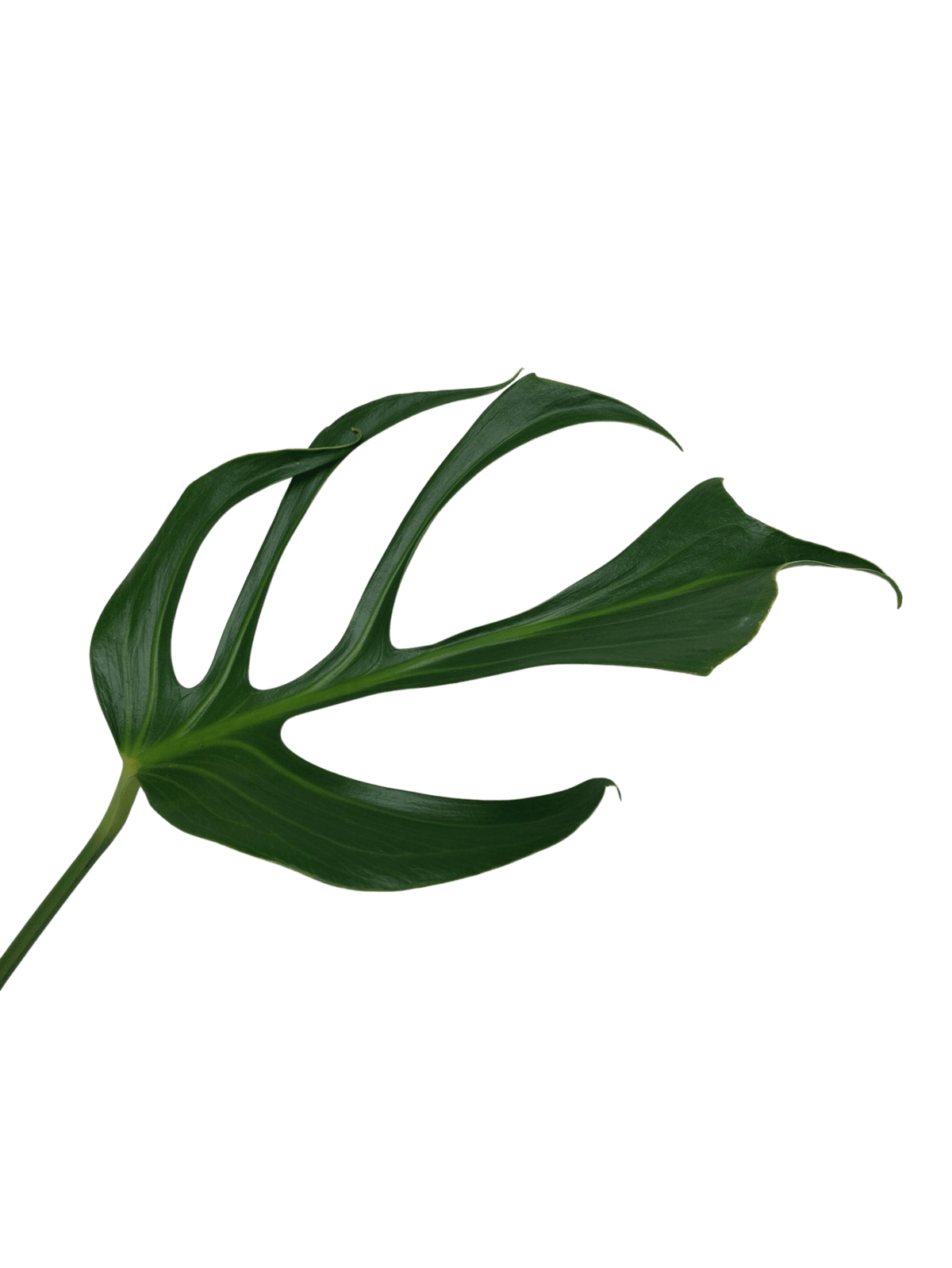 Monstera Burle Marx Flame Steckling