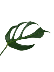 Monstera Burle Marx Flame Steckling
