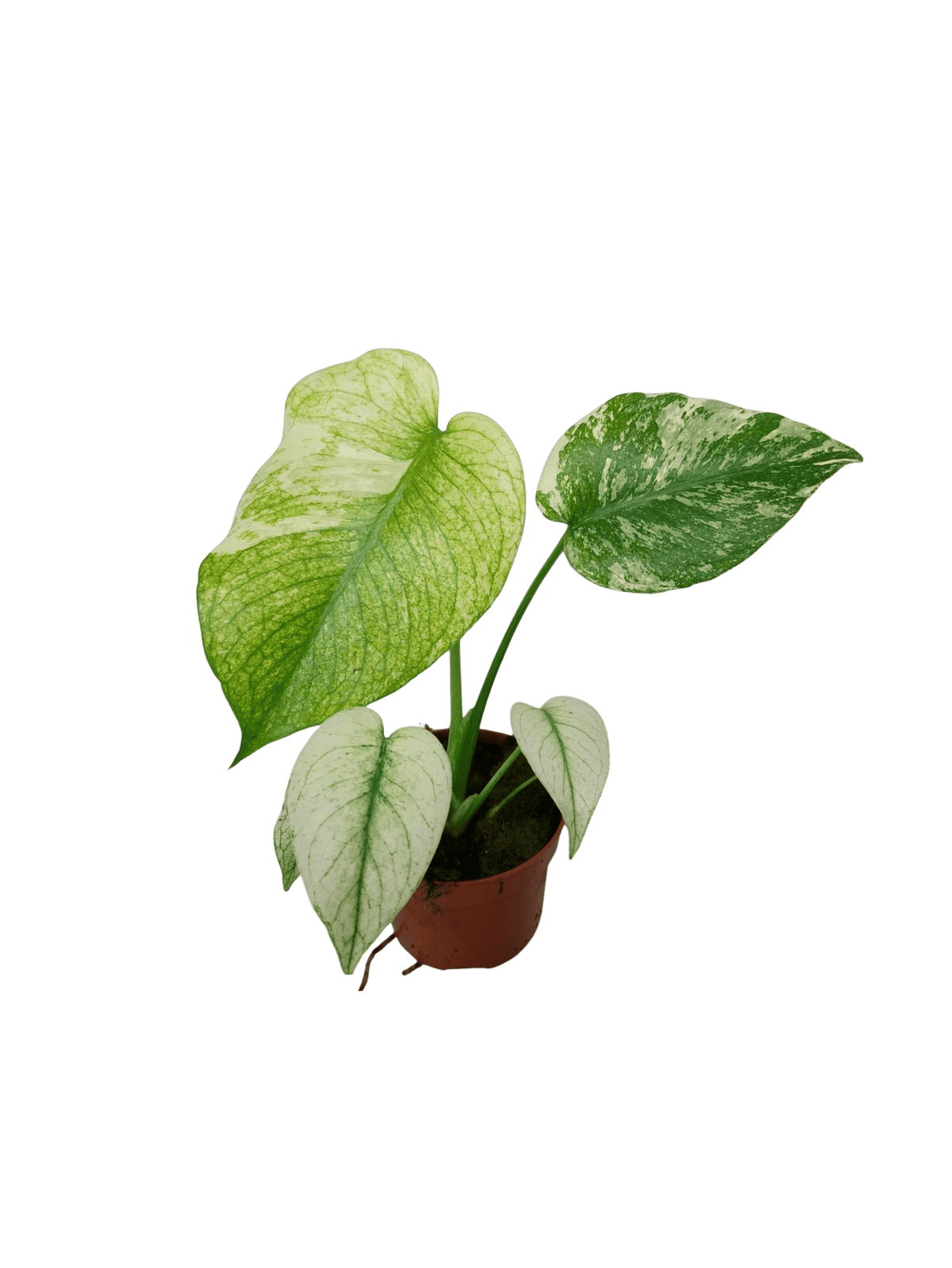 Monstera Mint