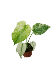 Monstera Mint