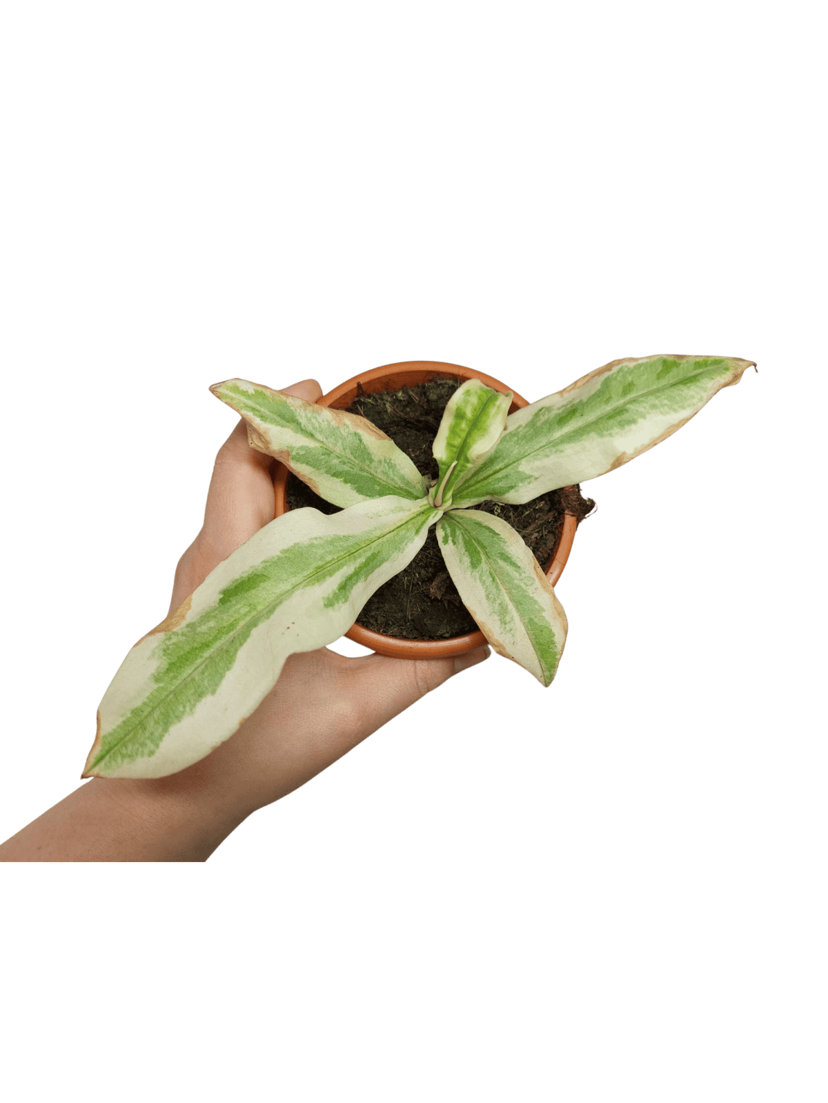 Nepenthes Viking x Ampullaria Variegata