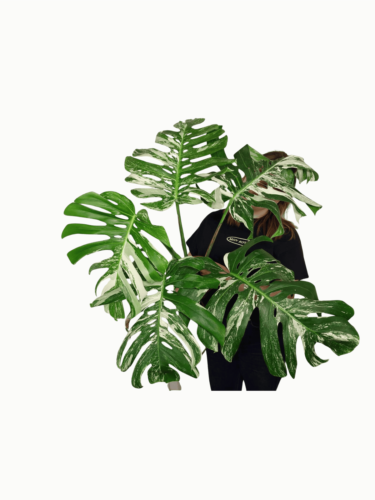 Monstera Variegata Adult