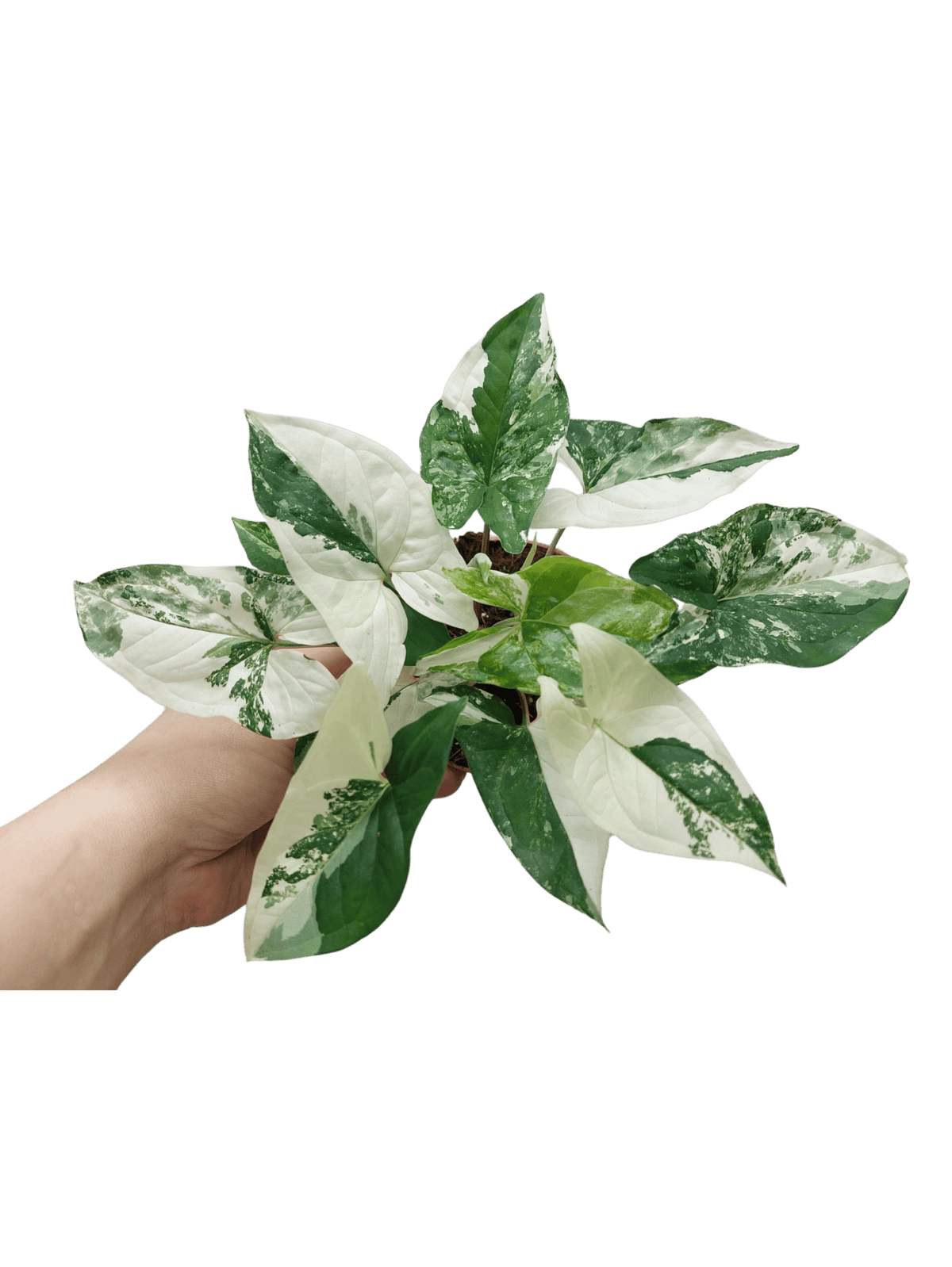 Syngonium Albo Variegata