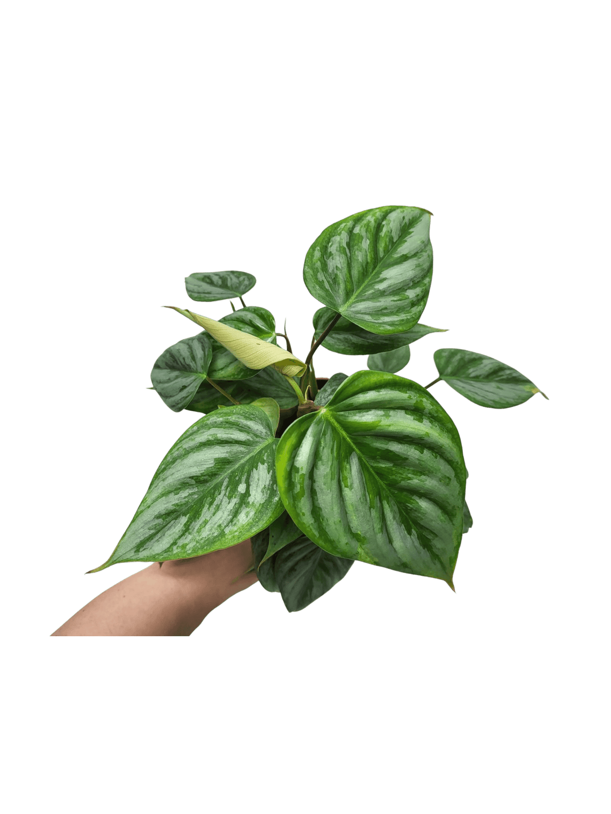 Philodendron Sodiroi