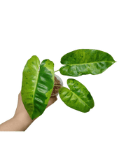 Philodendron Burle Marx Verde