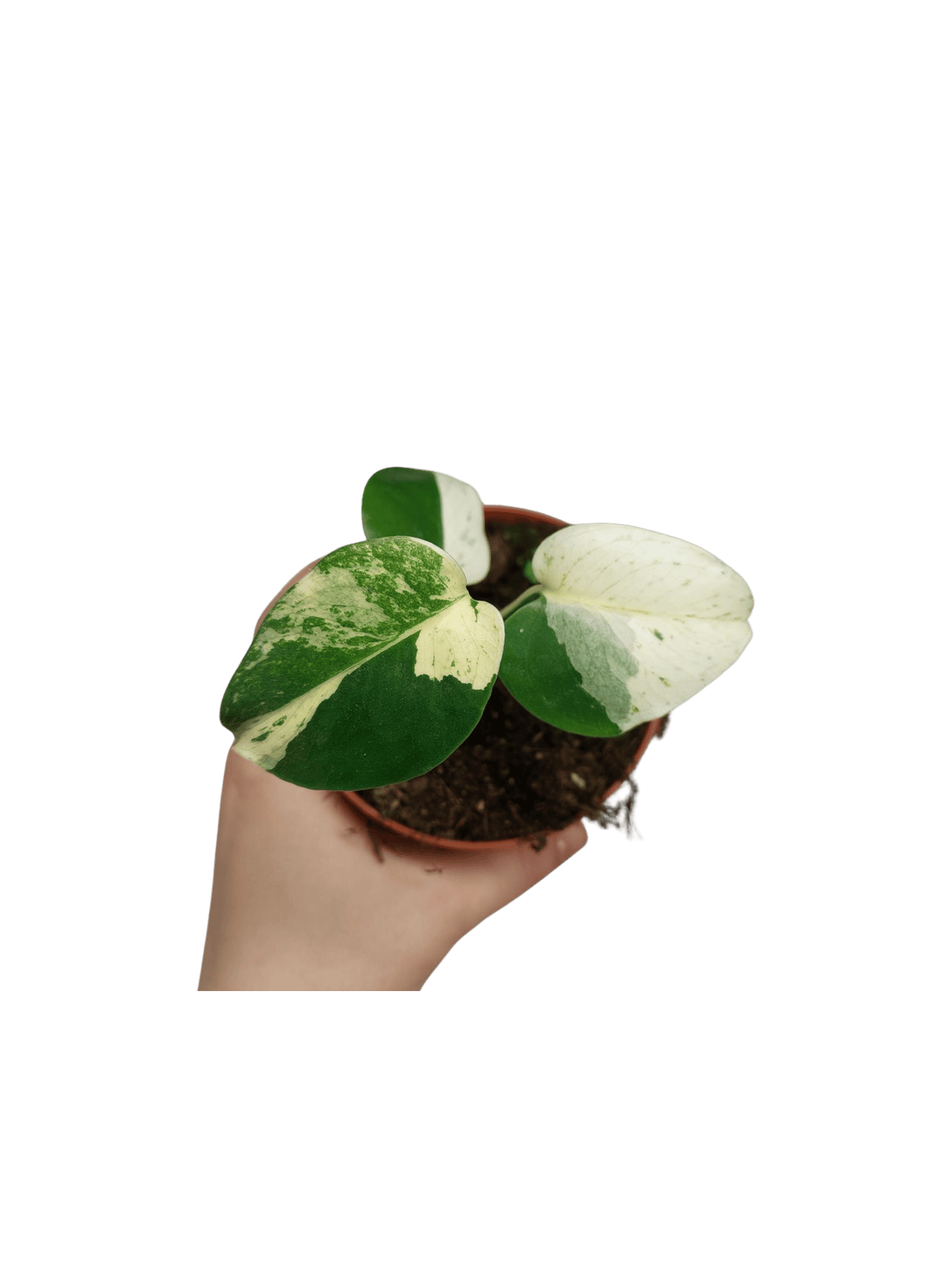 Monstera Jungle Mint