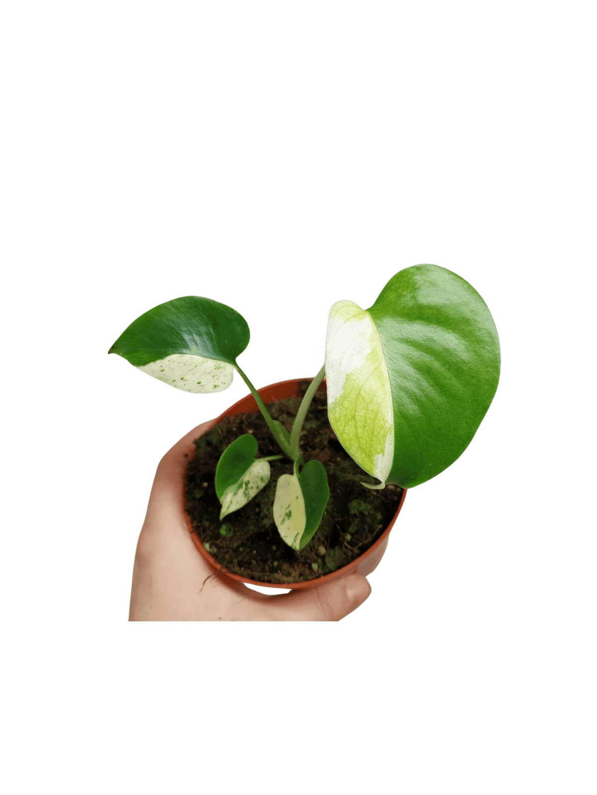 Monstera Jungle Mint