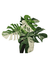 Monstera Variegata Adult