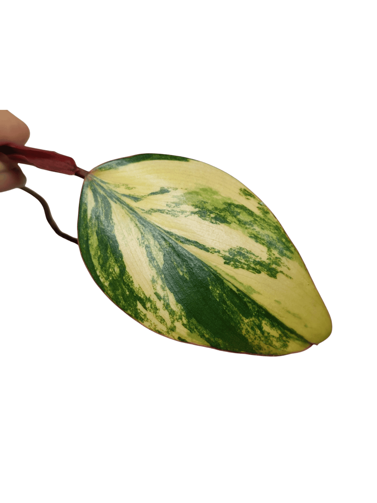 Philodendron Strawberry Shake Steckling