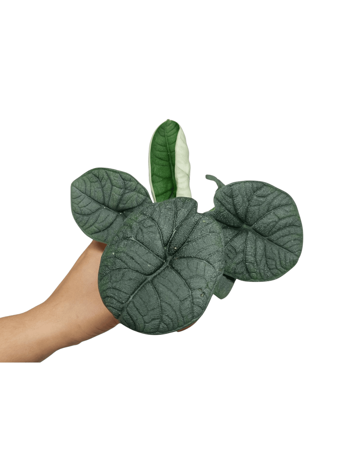 Sad Plants Alocasien