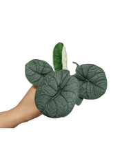 Sad Plants Alocasien