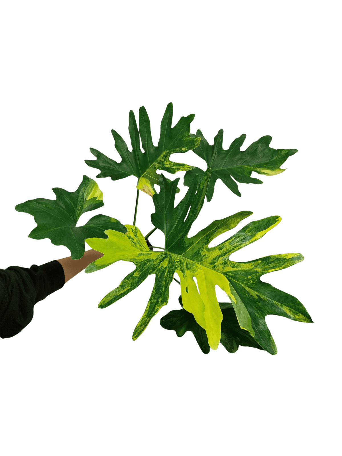 Thaumatophyllum Williamsii Variegata