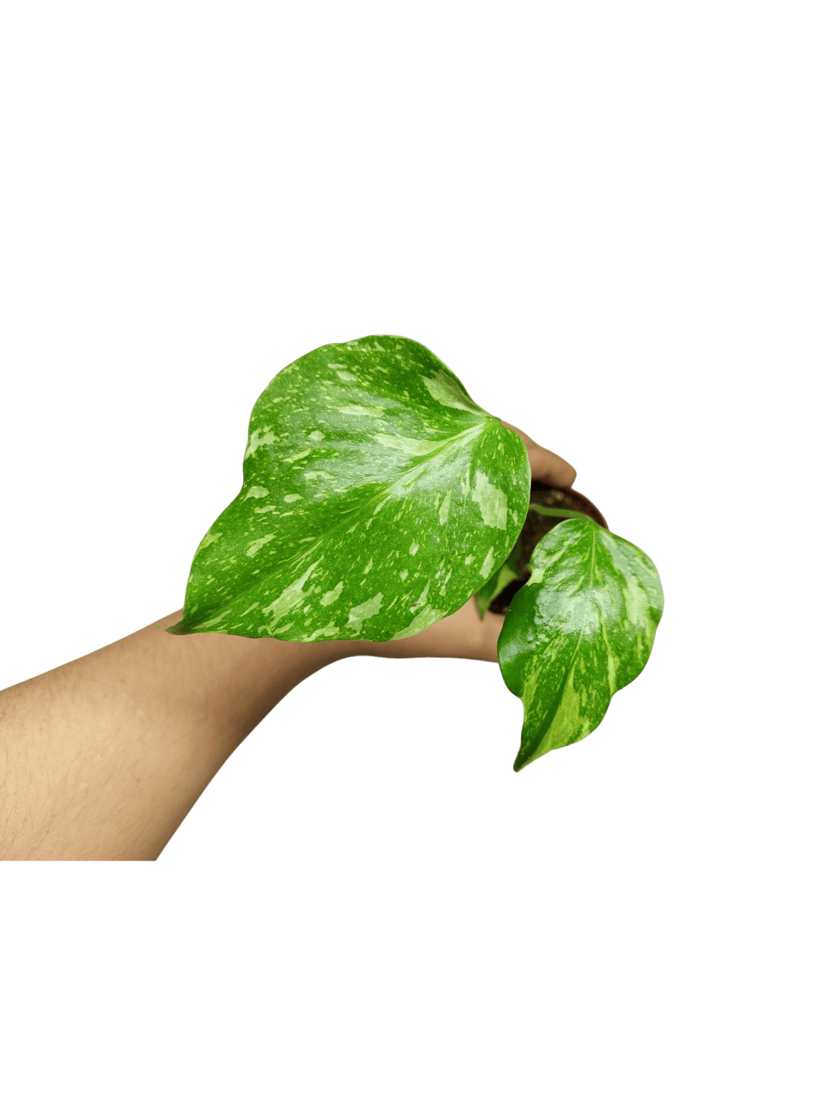 Monstera Electrolight