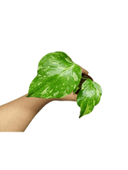 Monstera Electrolight