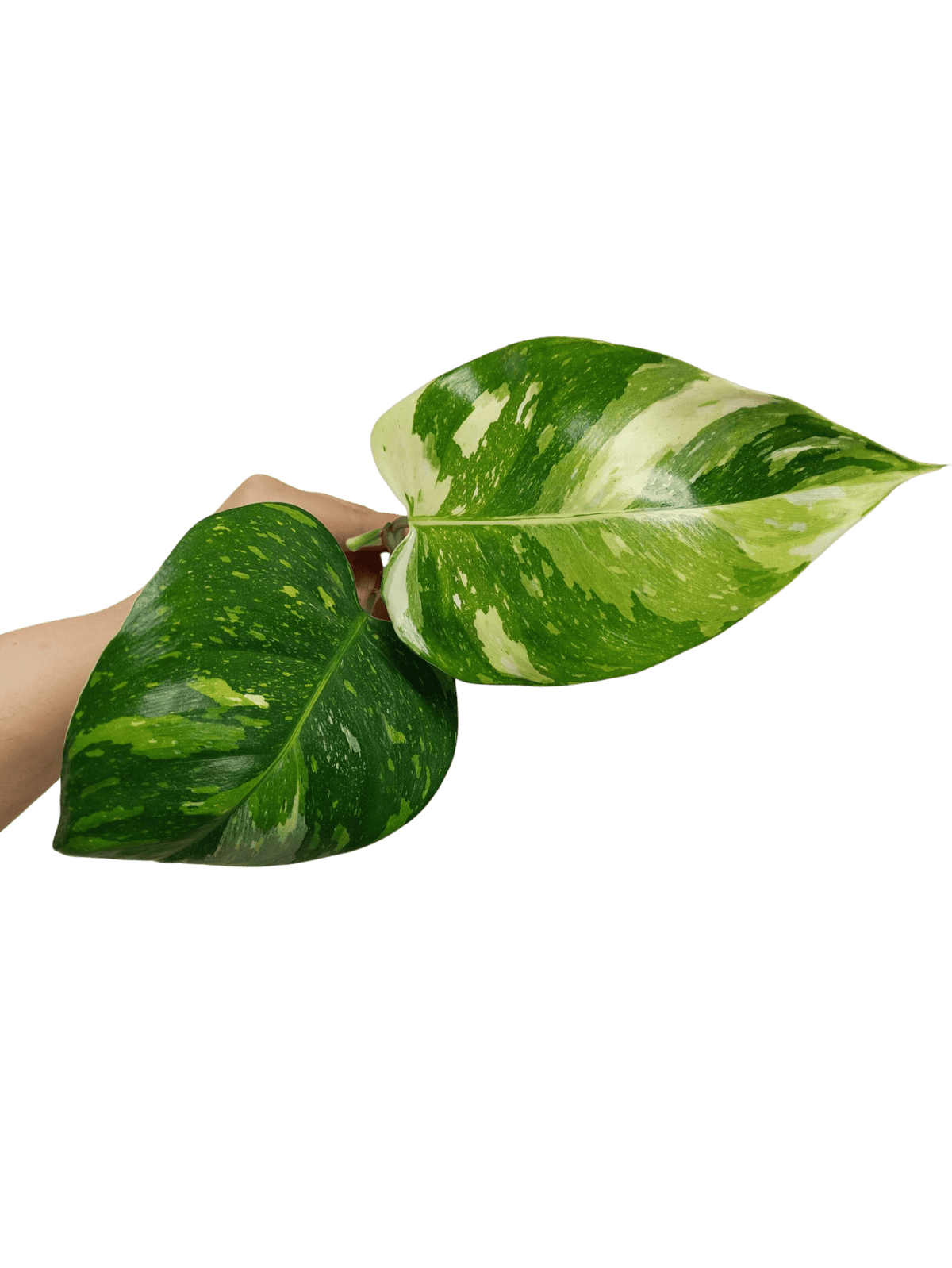 Philodendron White Princess Aurea Tricolor Steckling