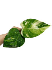 Philodendron White Princess Aurea Tricolor Steckling