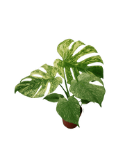 Monstera Mint Adult