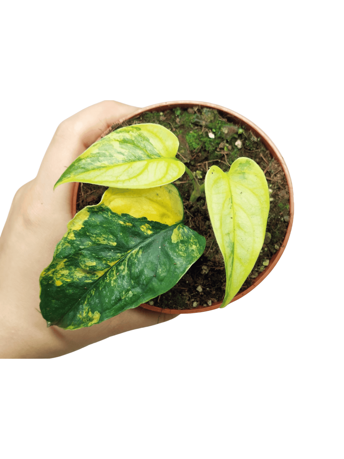 Monstera Siltepecana Aurea