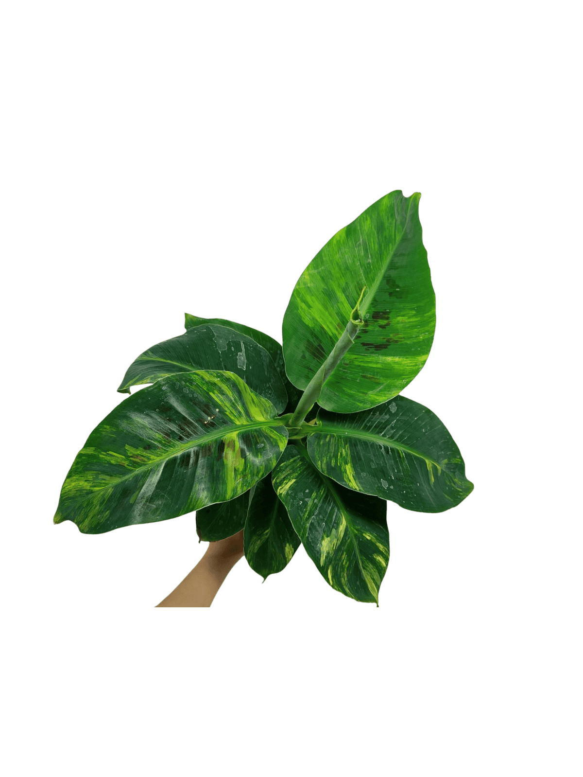 Musa Aurea