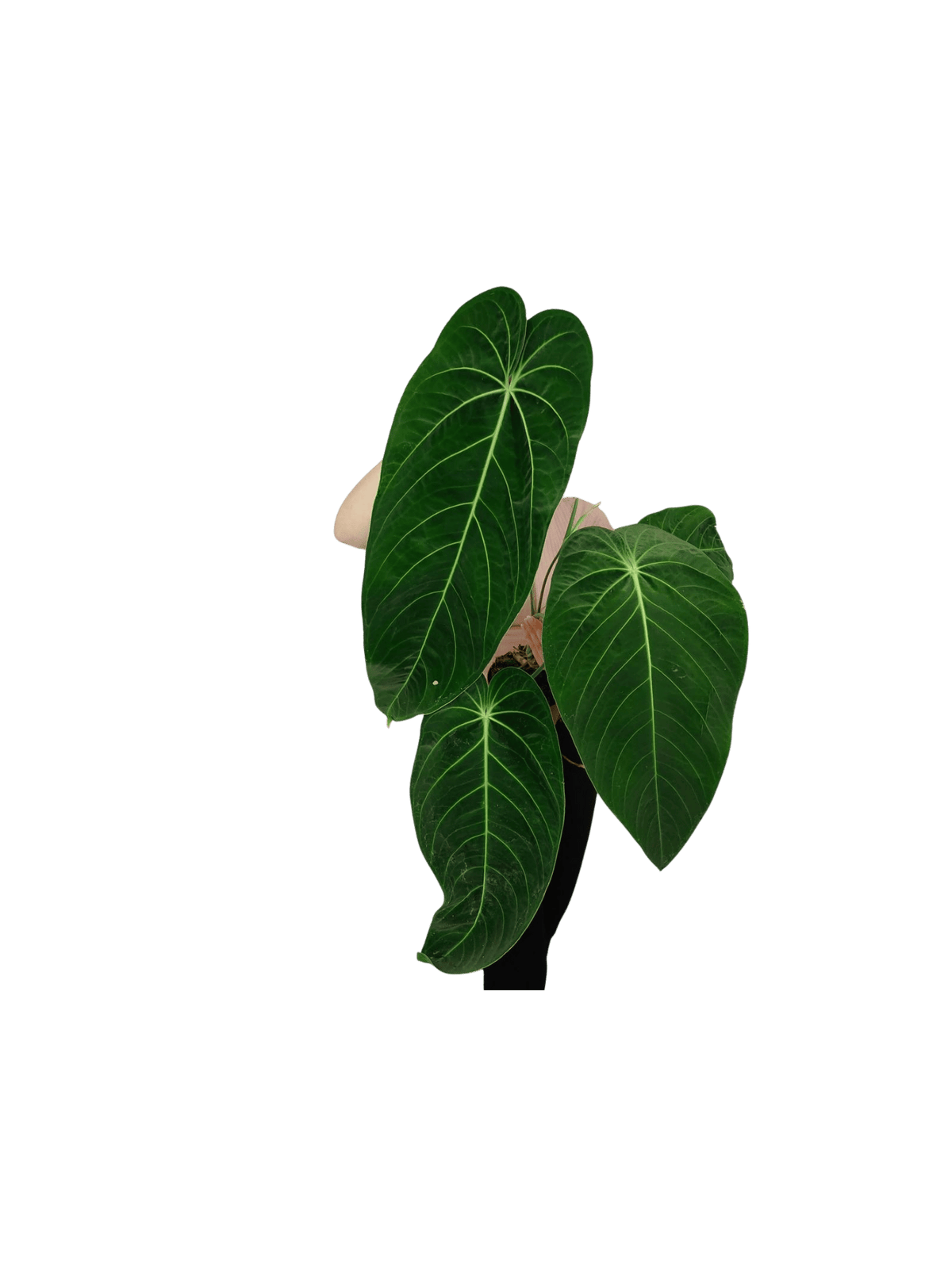 Anthurium Warocqueanum x Waterburyanum