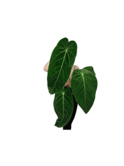 Anthurium Warocqueanum x Waterburyanum