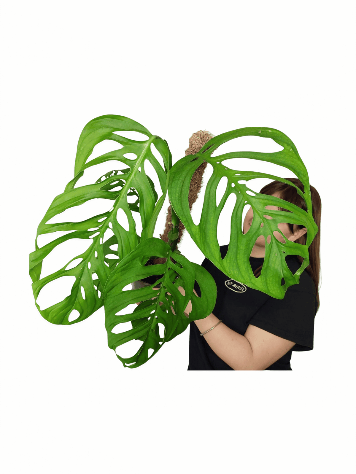 Monstera Esqueleto