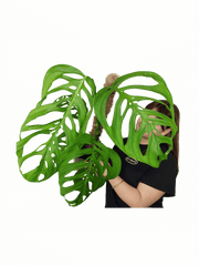 Monstera Esqueleto