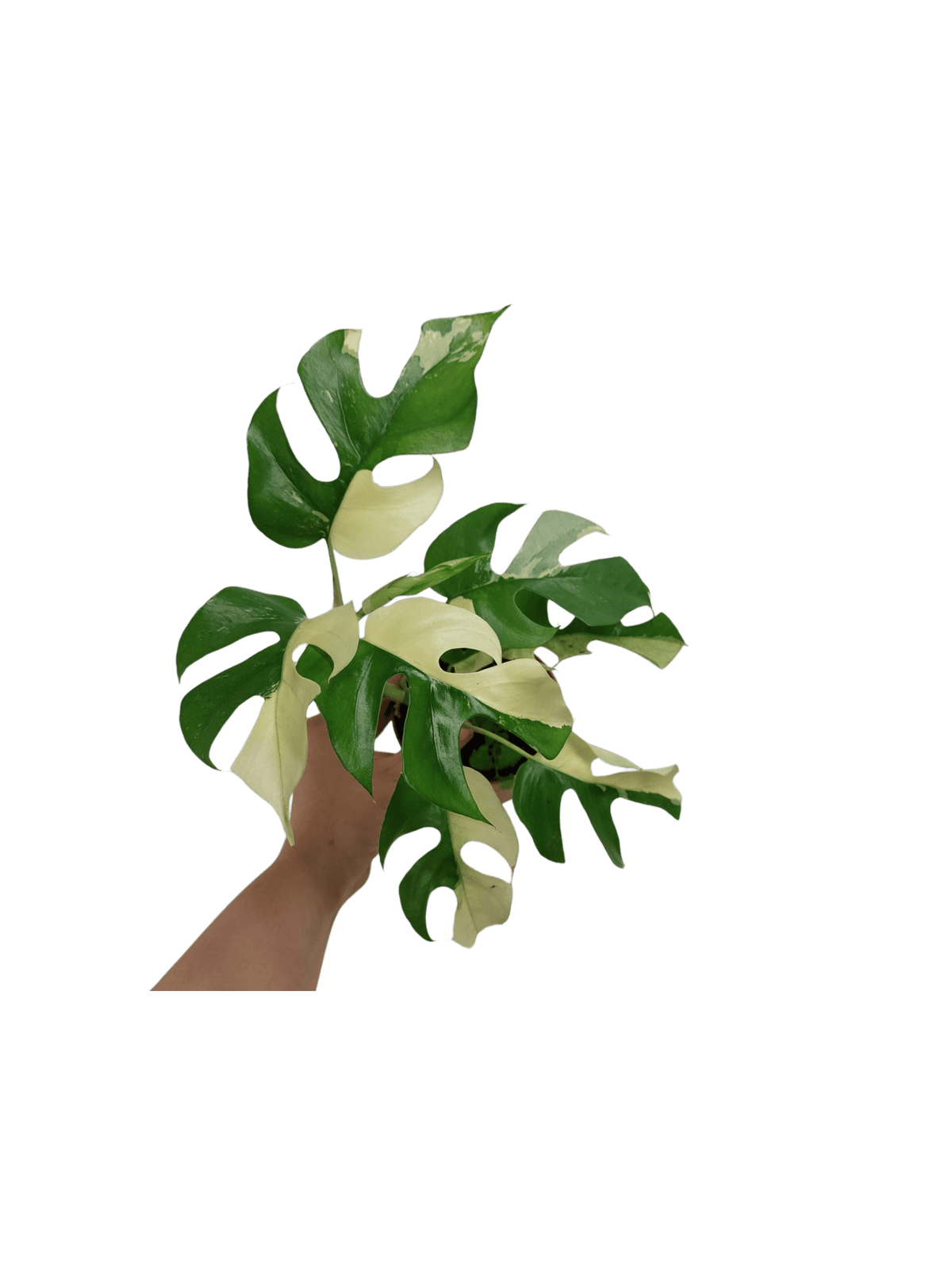 Monstera Minima / Raphidophora Tetrasperma Variegata
