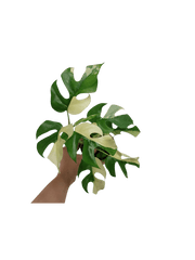 Monstera Minima / Raphidophora Tetrasperma Variegata