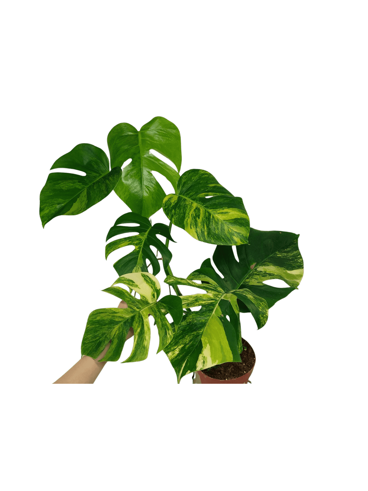 Monstera Aurea Variegata