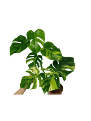 Monstera Aurea Variegata