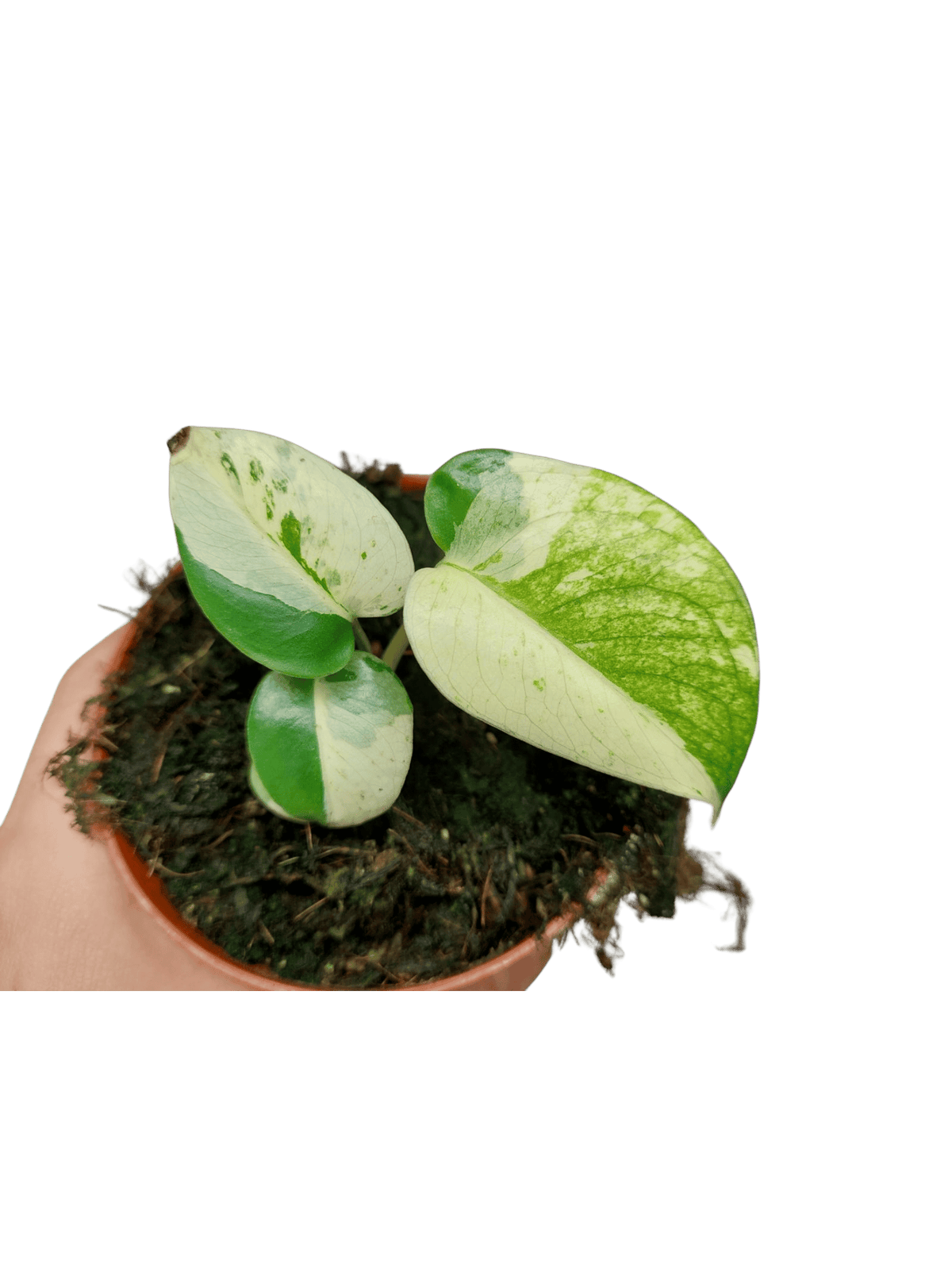 Monstera Jungle Mint