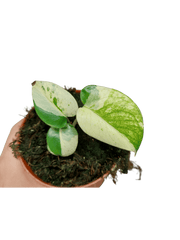 Monstera Jungle Mint