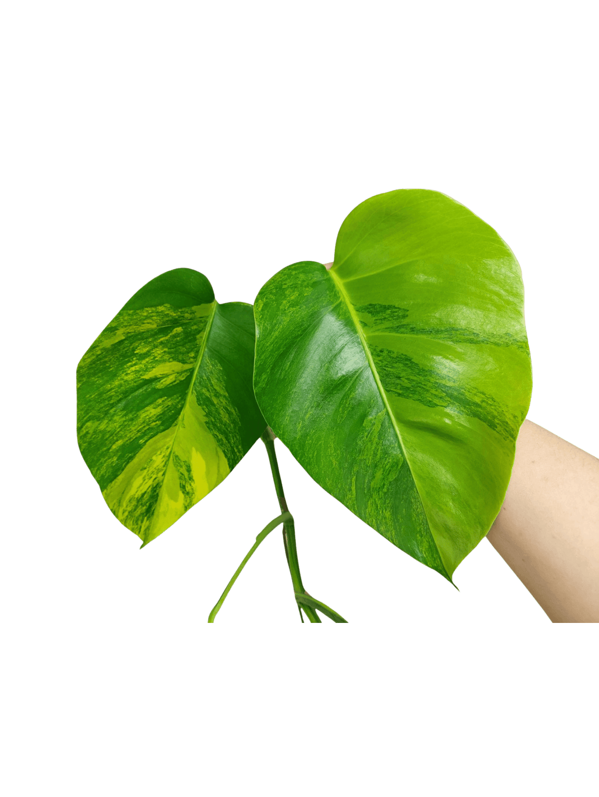 Monstera Aurea Stecklinge