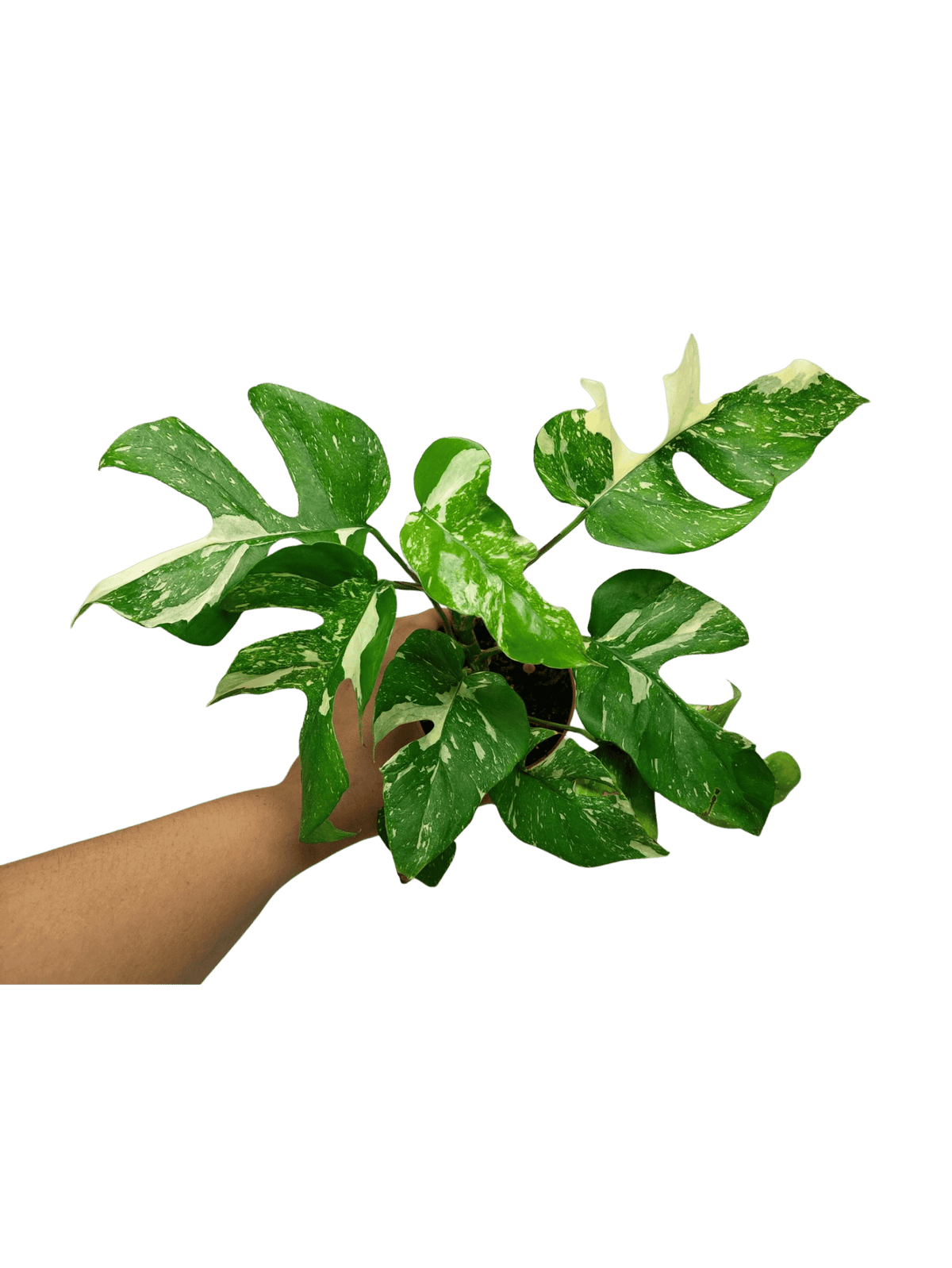 Monstera Minima (Raphidophora Tetrasperma) Thai Constellation